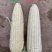 金玉糯9号糯玉米种子国审玉鲜食糯玉米种子