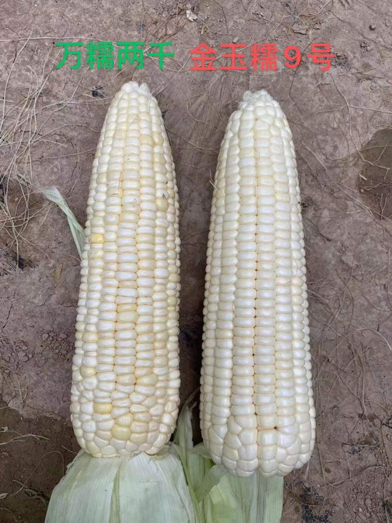 金玉糯9号糯玉米种子国审玉鲜食糯玉米种子