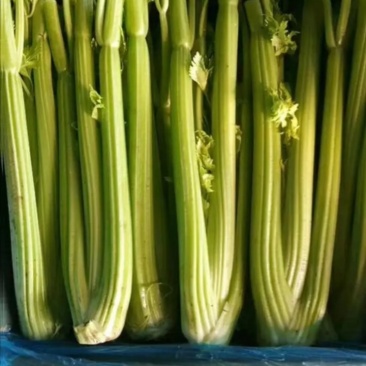 大量供应暖棚芹菜净菜毛菜