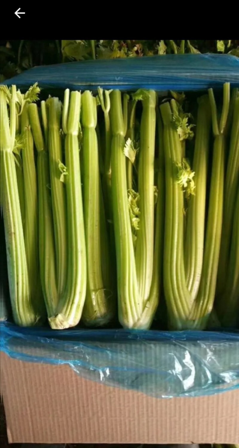 大量供应暖棚芹菜净菜毛菜