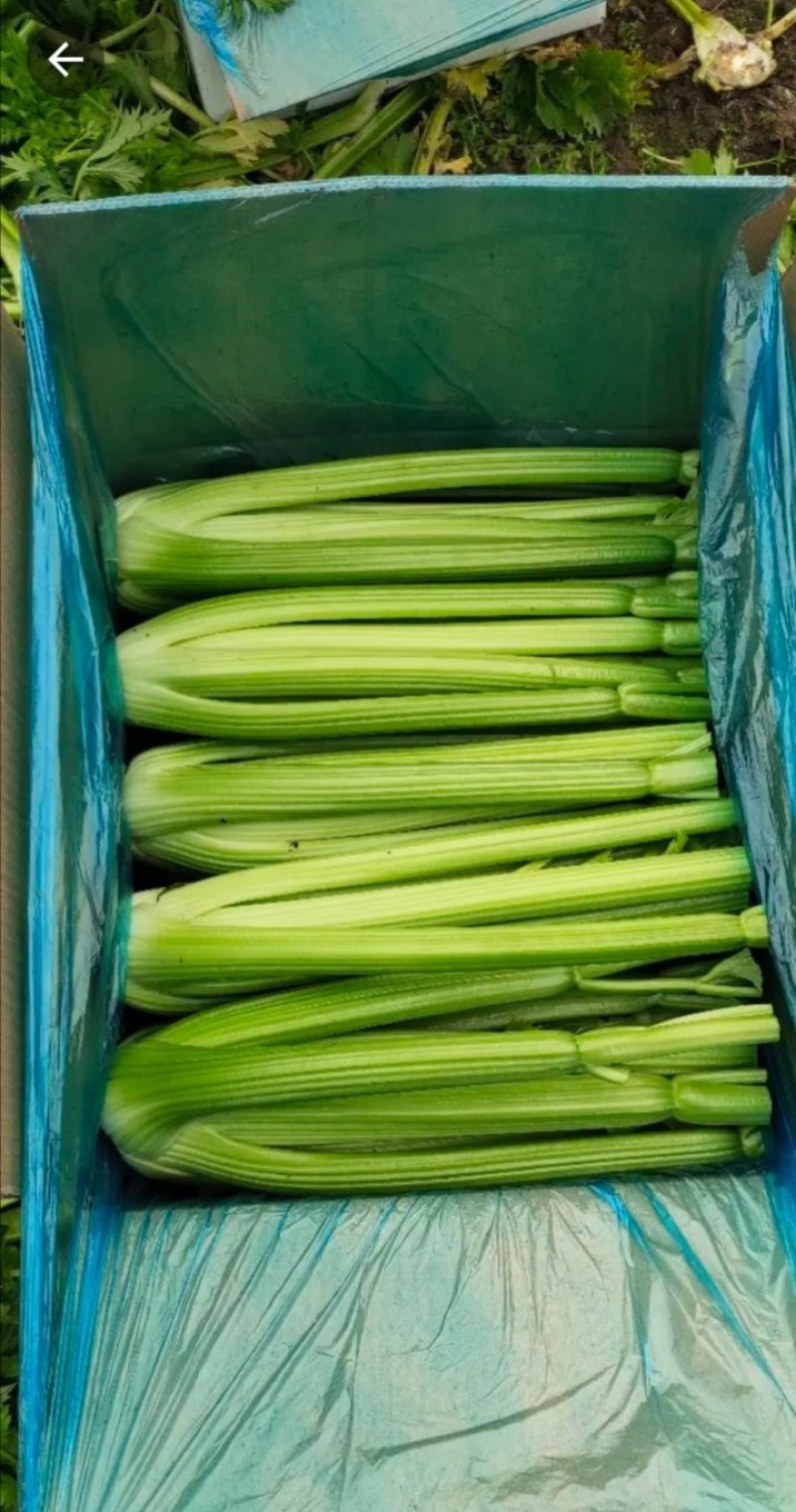 大量供应暖棚芹菜净菜毛菜