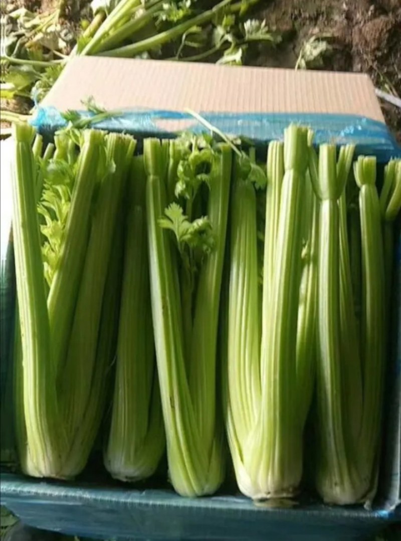 大量供应暖棚芹菜净菜毛菜