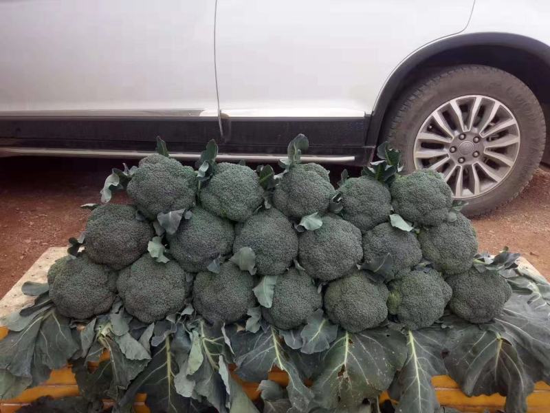 西兰花苗大呢还有8万颗左右要种老板联系我，品种是强汉，