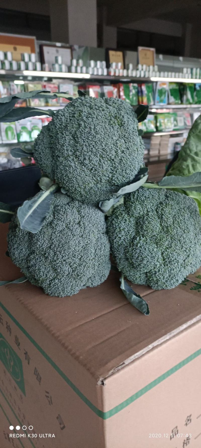 西兰花苗大呢还有8万颗左右要种老板联系我，品种是强汉，