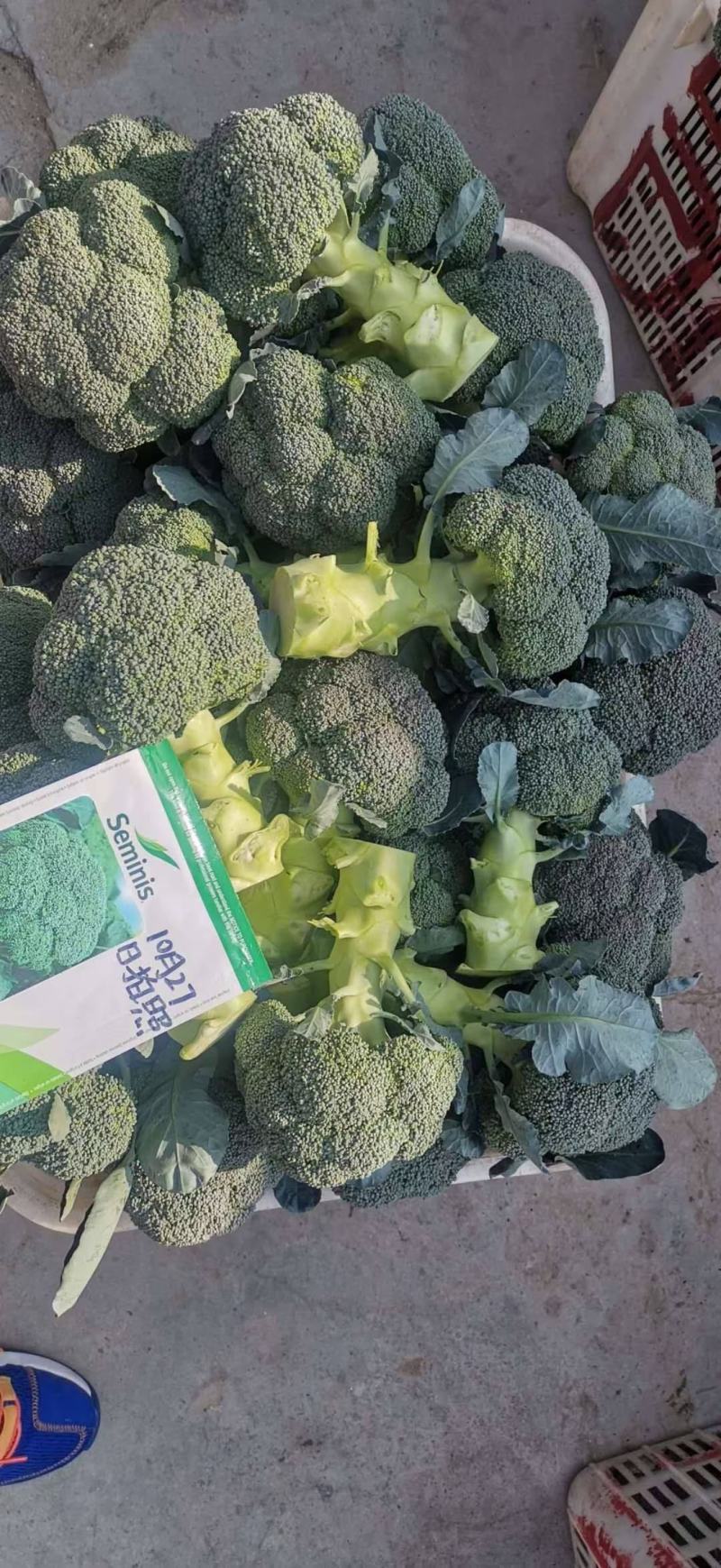 西兰花苗大呢还有8万颗左右要种老板联系我，品种是强汉，