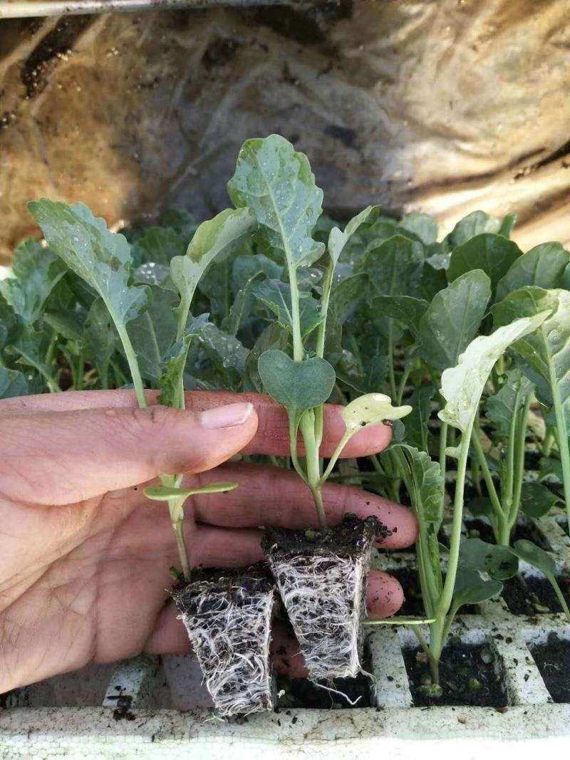 西兰花苗大呢还有8万颗左右要种老板联系我，品种是强汉，