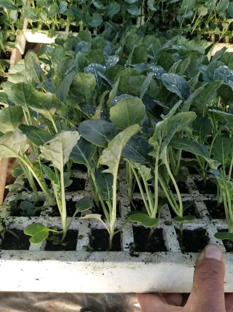 西兰花苗大呢还有8万颗左右要种老板联系我，品种是强汉，