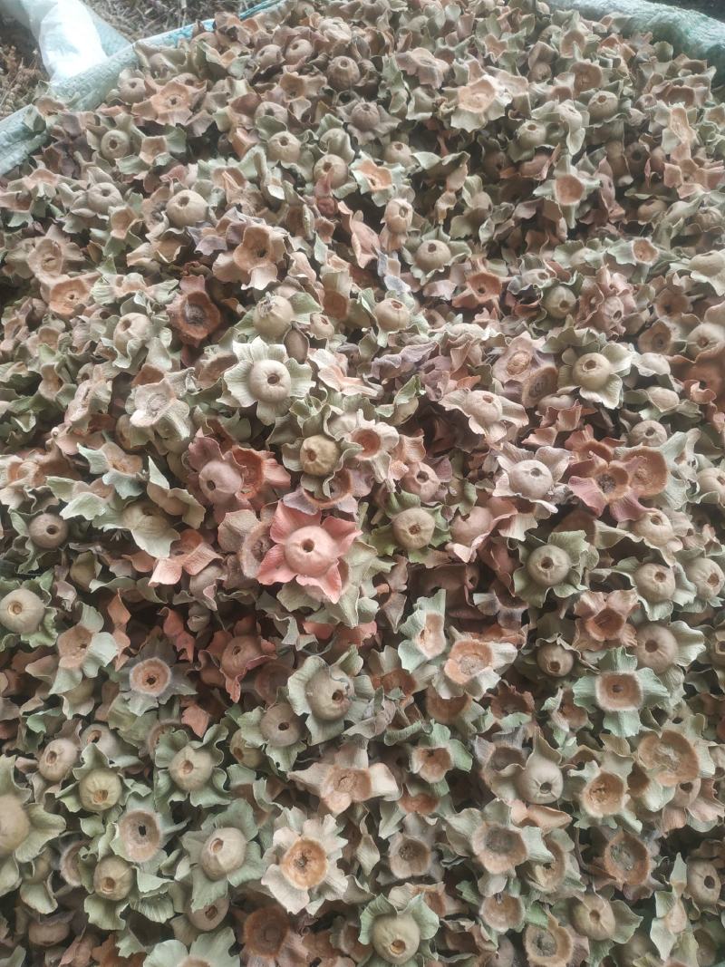 柿子丁～新货～量大优惠～价格优惠欢迎咨询采购