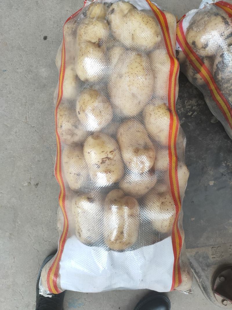 精品土豆黄心白心量大货优供应各种应季蔬菜