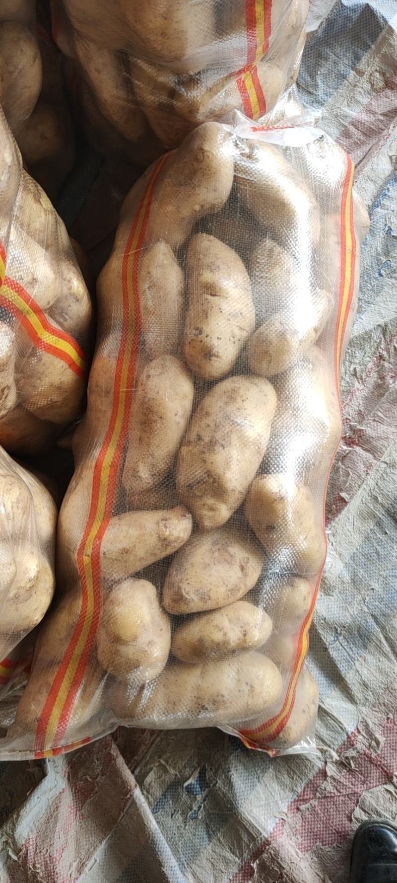精品土豆黄心白心量大货优供应各种应季蔬菜