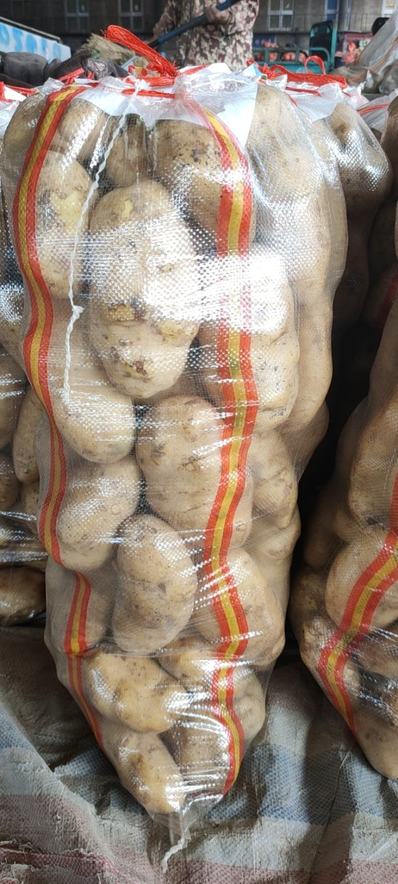 精品土豆黄心白心量大货优供应各种应季蔬菜
