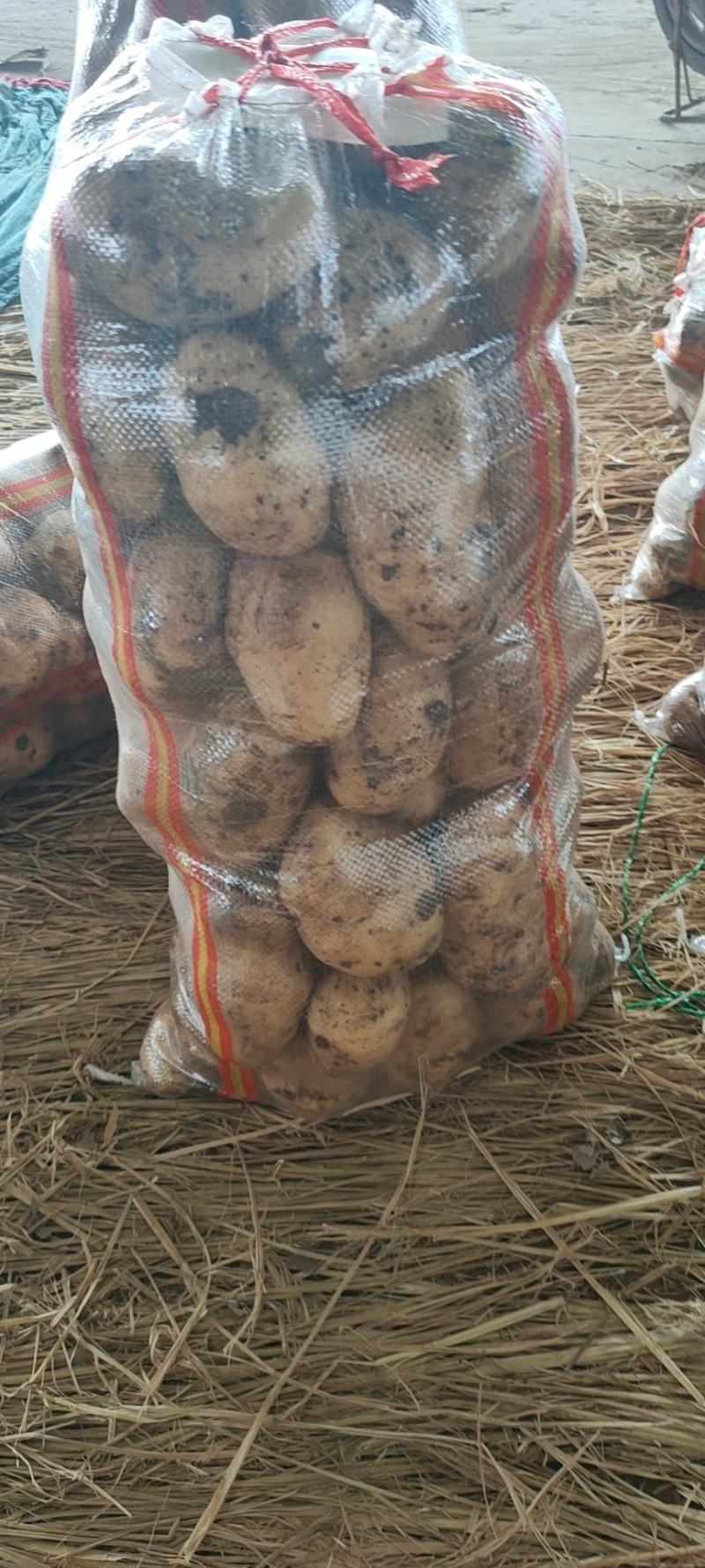 精品土豆黄心白心量大货优供应各种应季蔬菜