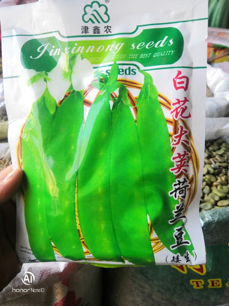 白花大荚荷兰豆早熟高产