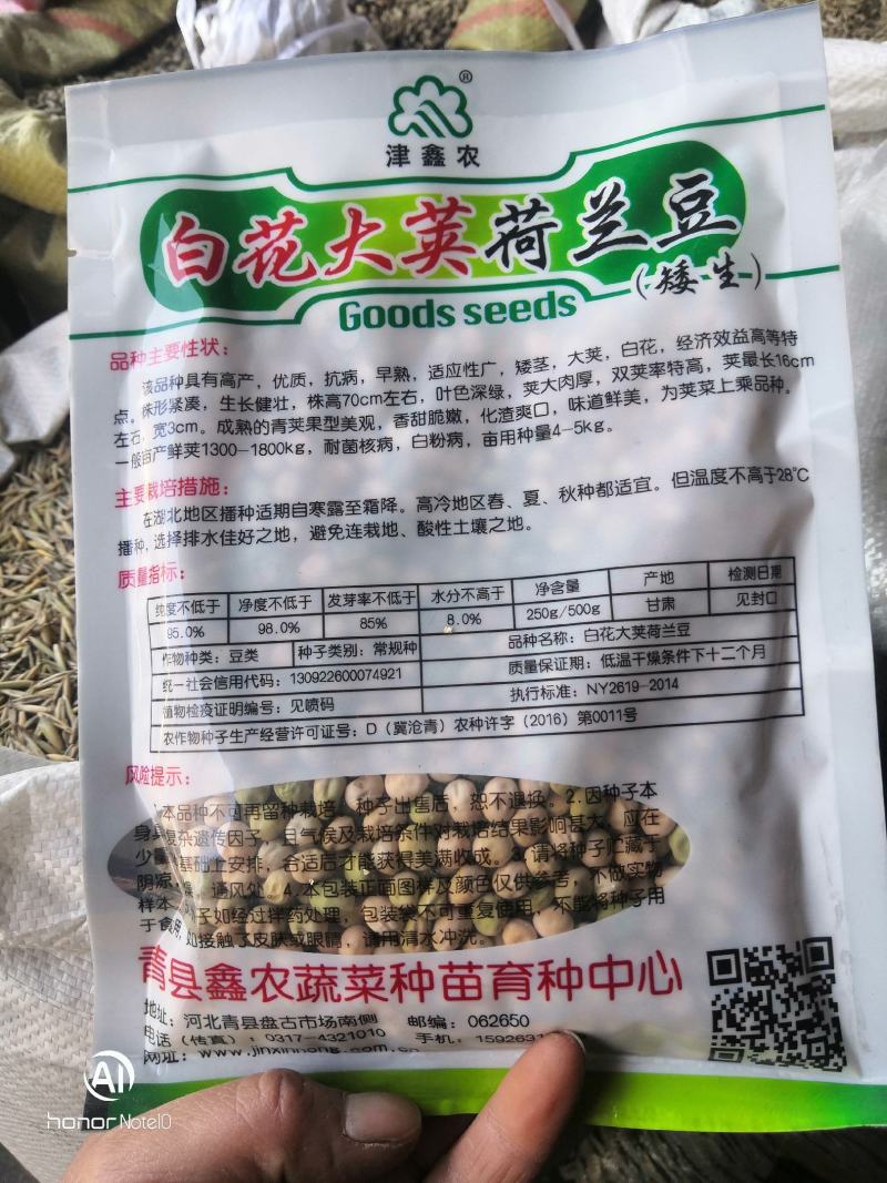 白花大荚荷兰豆早熟高产
