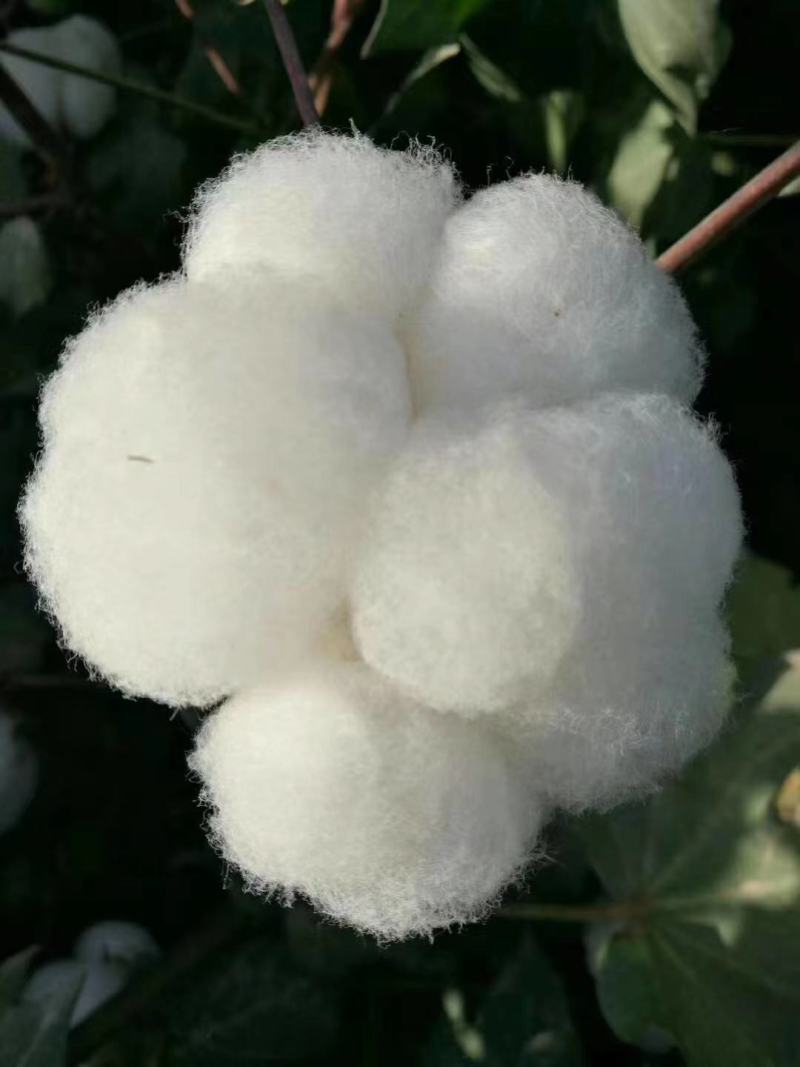科抗棉1号大桃高产多抗优质抗虫棉花种子