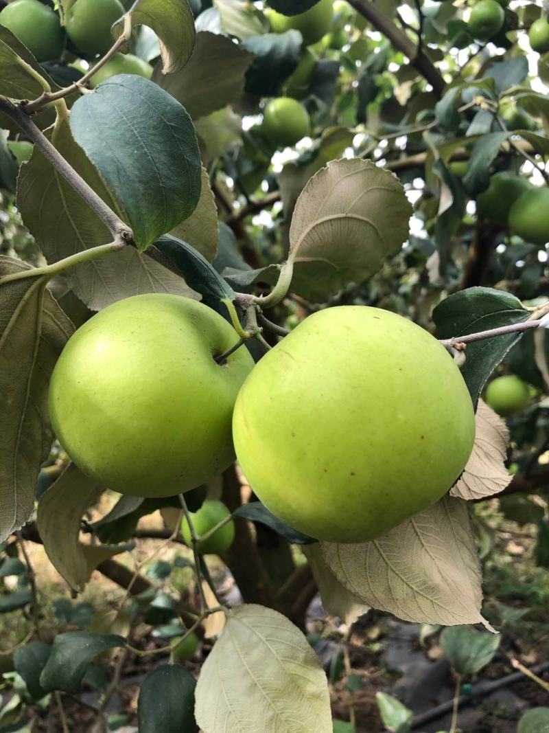云南牛奶枣苹果枣，基地现货供应，一件代发