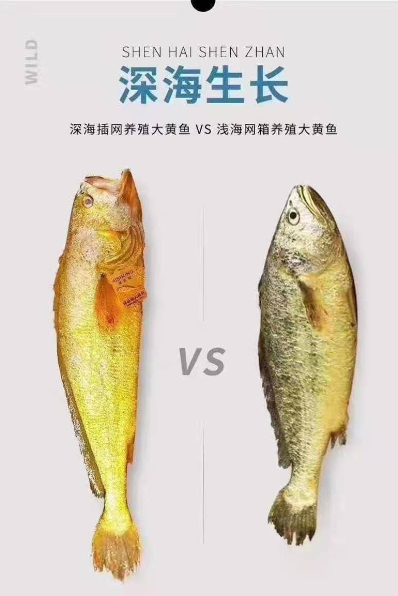 福建霞浦干净水域黄瓜鱼