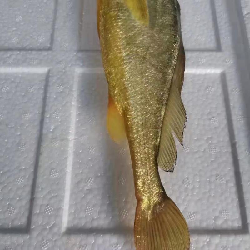 福建霞浦干净水域黄瓜鱼