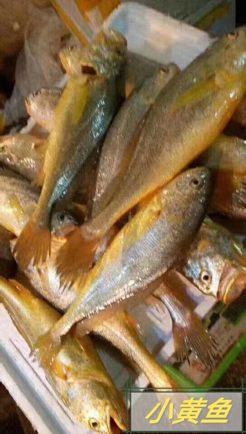 福建霞浦干净水域黄瓜鱼