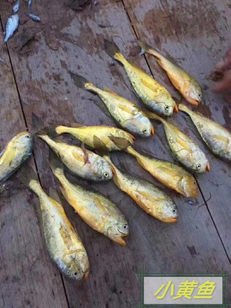 福建霞浦干净水域黄瓜鱼