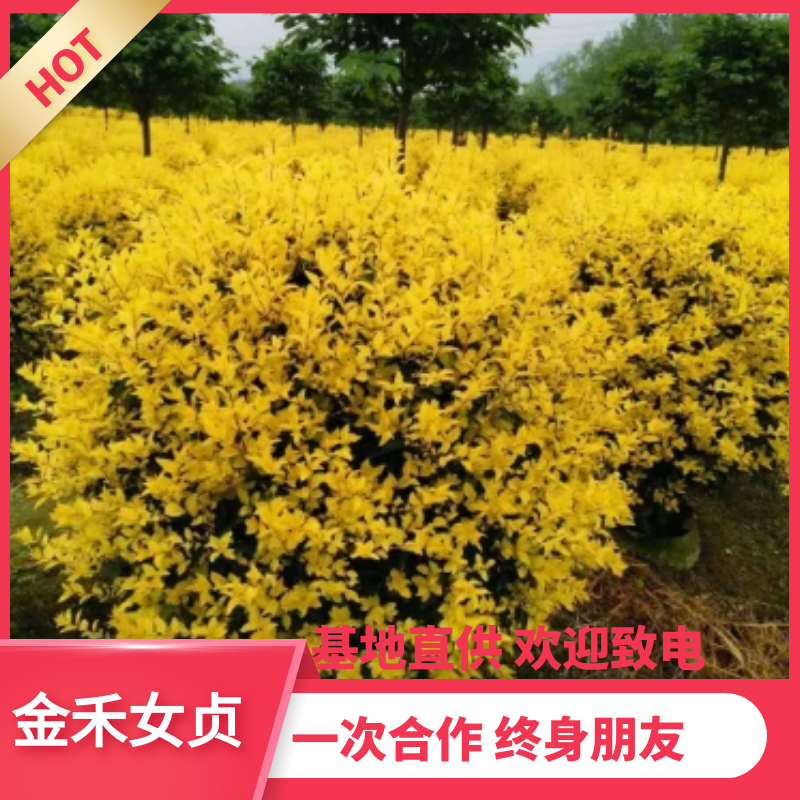 【推荐】金禾女贞柱袋苗金禾女贞球袋苗柠檬女贞球柱欢迎致电