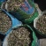 蜘蛛兰头绿化植物2一9分头