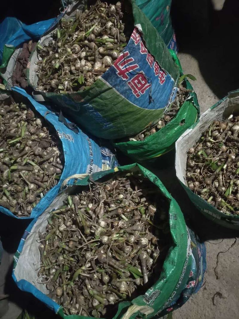 蜘蛛兰头绿化植物2一9分头