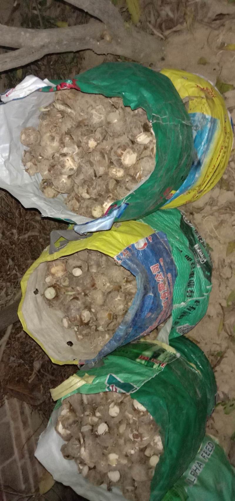蜘蛛兰头绿化植物2一9分头