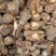 蜘蛛兰头绿化植物2一9分头