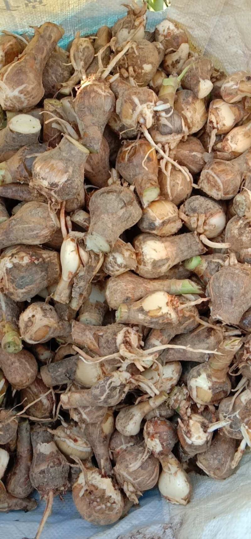 蜘蛛兰头绿化植物2一9分头