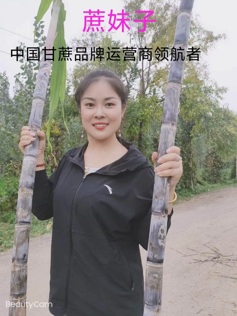 精品甘蔗，产地直供，上车价，公司不收代办费，2.2米左右