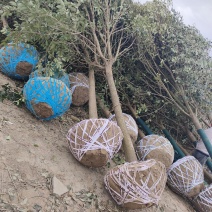 大叶女贞8公分到12公分各种规格精品苗，电话咨询量大优惠