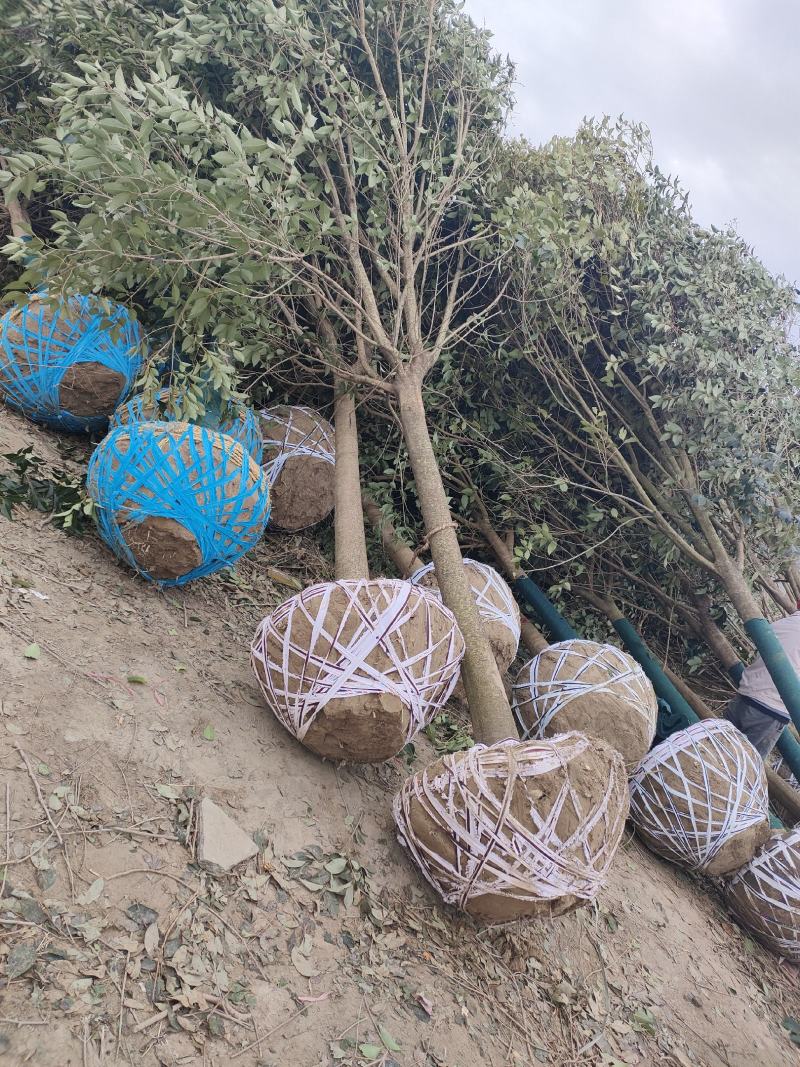 大叶女贞8公分到12公分各种规格精品苗，电话咨询量大优惠