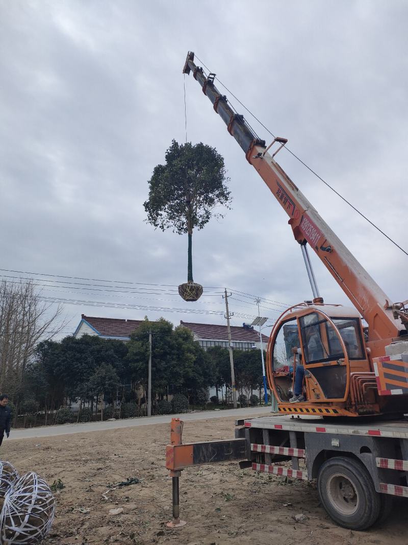 大叶女贞8公分到12公分各种规格精品苗，电话咨询量大优惠