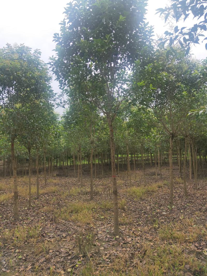大叶女贞8公分到12公分各种规格精品苗，电话咨询量大优惠