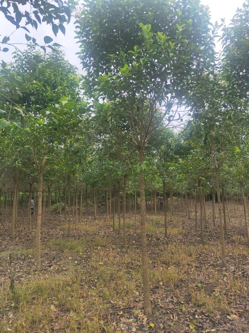大叶女贞8公分到12公分各种规格精品苗，电话咨询量大优惠
