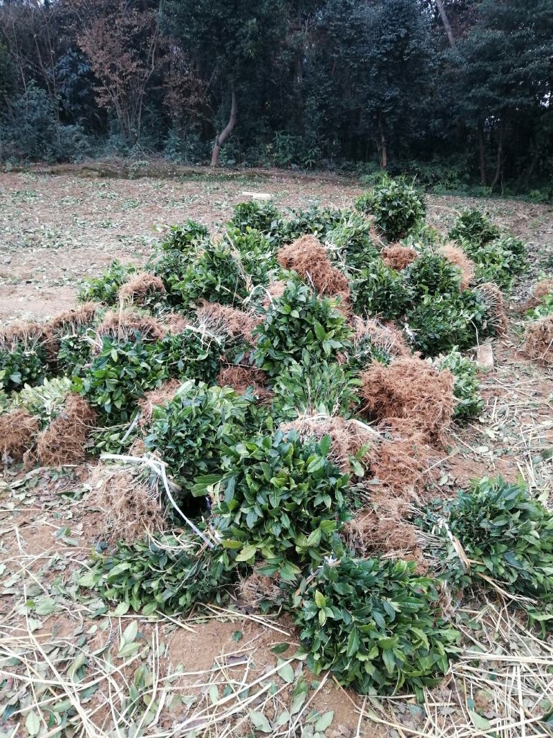 茶树苗，绿化茶树苗木，种苗