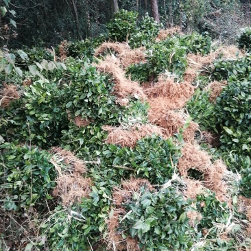 茶树苗，绿化茶树苗木，种苗