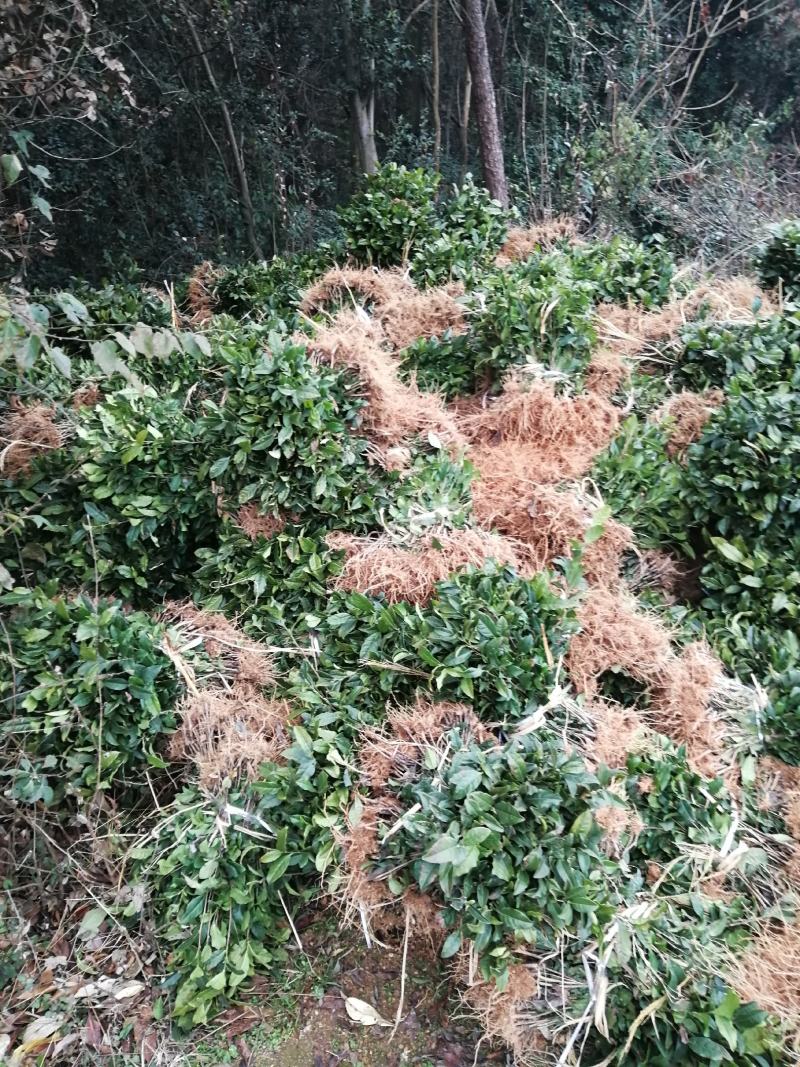 茶树苗，绿化茶树苗木，种苗