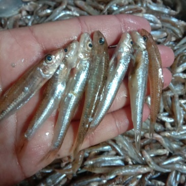 沙丁鱼，含珠鱼，小肉鱼，