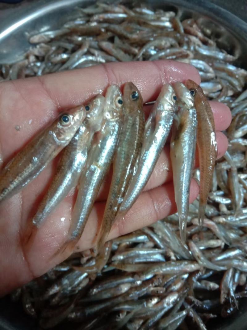 沙丁鱼，含珠鱼，小肉鱼，