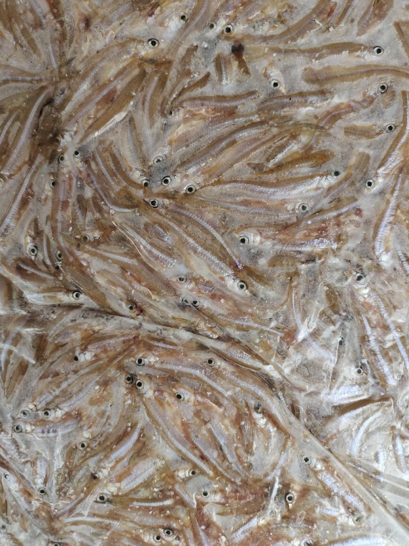 沙丁鱼，含珠鱼，小肉鱼，