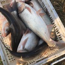 湖北白鲢鱼大量有货货源充足全国欢迎咨询选购