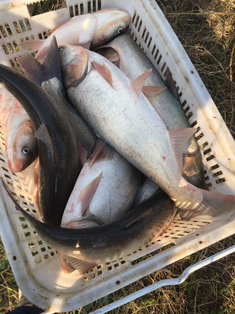湖北白鲢鱼大量有货货源充足全国代发欢迎咨询选购