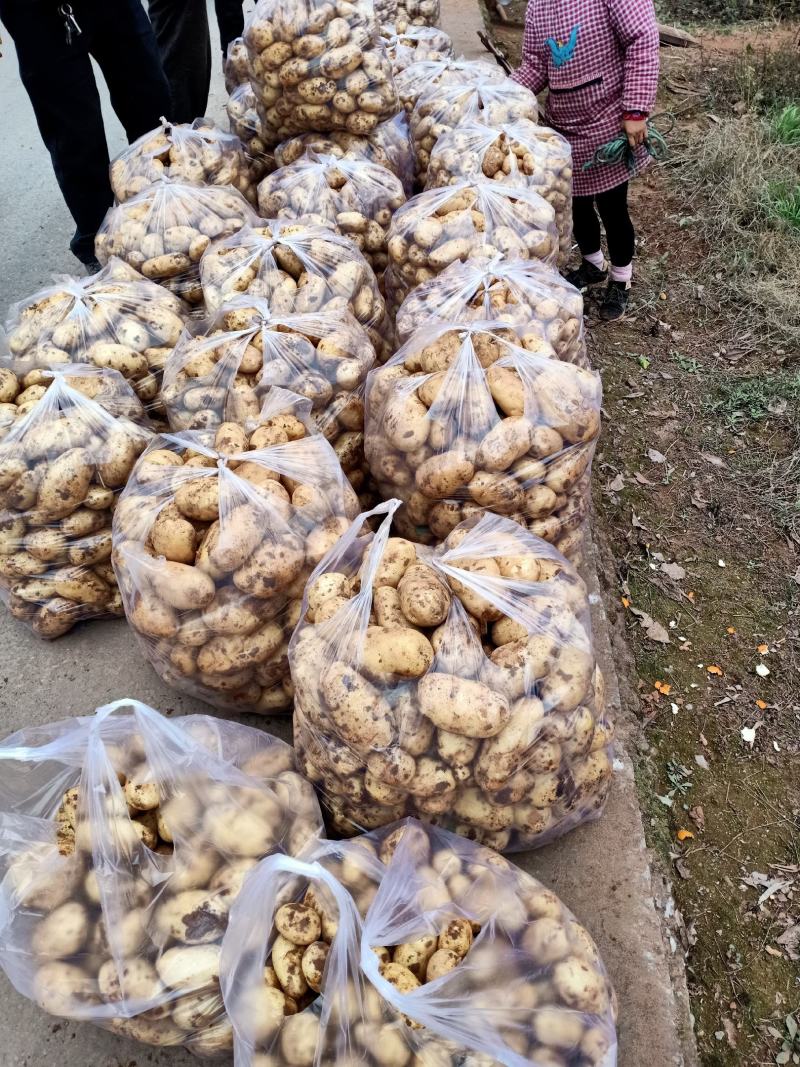 新鲜土豆【黄皮黄心土豆】品质保障，价格优惠，欢迎洽谈