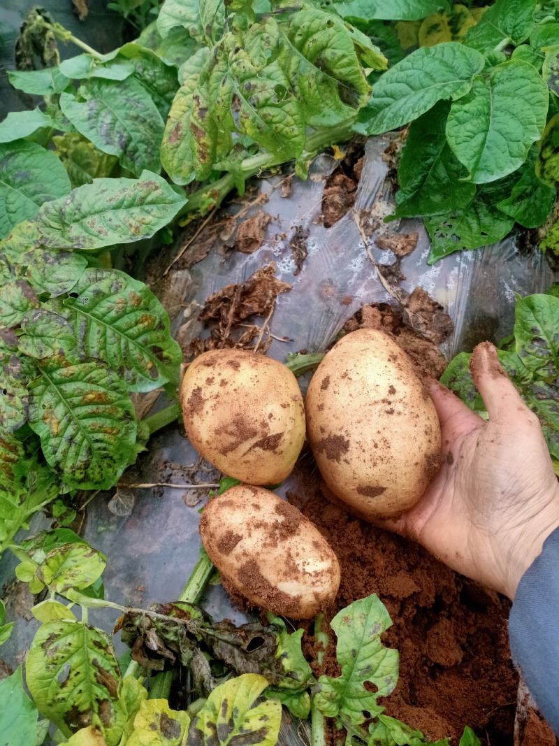 新鲜土豆【黄皮黄心土豆】品质保障，价格优惠，欢迎洽谈