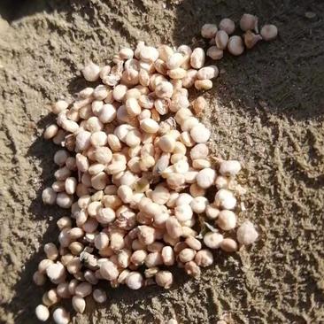 藜麦原粮加工白藜麦米高海拔规模化基地直供清库处理
