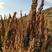 藜麦原粮加工白藜麦米高海拔规模化基地直供清库处理