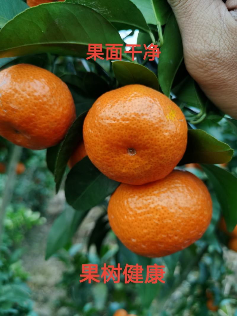 正宗广西沙糖桔中大果起沙好糖分足红度够代办代发产地直供