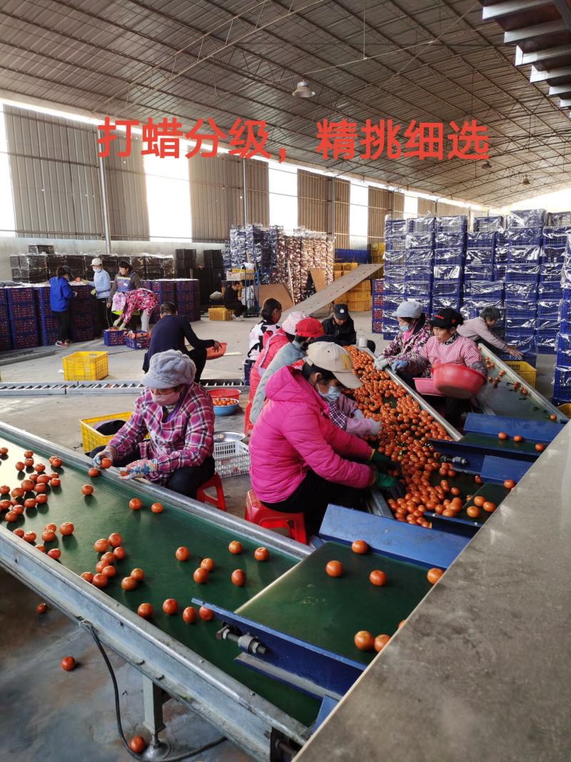 正宗广西沙糖桔中大果起沙好糖分足红度够代办代发产地直供